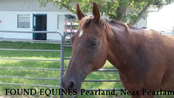 FOUND EQUINES Pearland, Near Pearland, TX, 77581